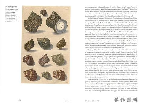 Conchophilia: Shells、Art、and Curiosity in Early Modern Europe / 贝壳癖：贝壳、艺术与早期现代欧洲的好奇心 商品图2