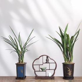 带花苞 花期11-2月」寓意招财纳福！蛇年必入盆栽兰花｜“兰花之乡”翁源出品 精品国兰年宵花（带盆发货） 新年好兆头 兰花墨兰国兰寒兰