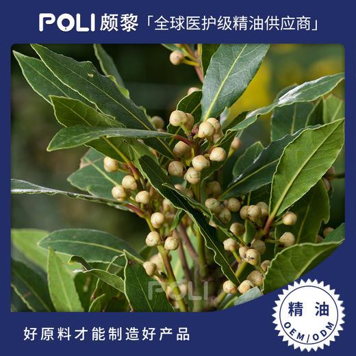 波斯尼亚进口有机甜月桂精油 美容院刮痧精油 颇黎单方精油原料oem 商品图0