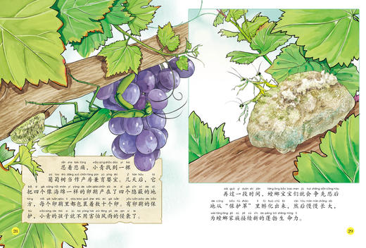 《给孩子的法布尔昆虫记》（彩绘注音版）全10册 商品图7