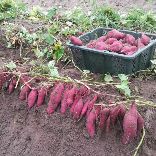 挑时|沙地板栗红薯 粉而不噎 糯而不稀 |纯沙地种植 海南原产地直采直发 商品图3
