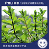 英国进口黑叶薄荷精油原料 按摩护肤天然精油批发 颇黎进口单方精油香 商品缩略图0