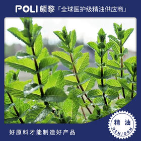 英国进口黑叶薄荷精油原料 按摩护肤天然精油批发 颇黎进口单方精油香