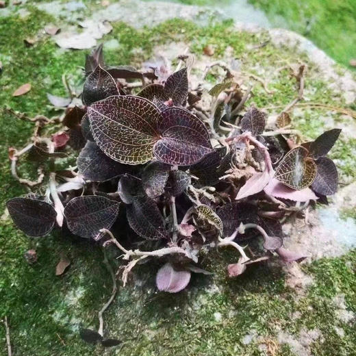 野生金线莲 藏地发货 20克/瓶、50克/瓶 商品图1