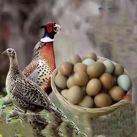 生态七彩山鸡蛋60个一箱装