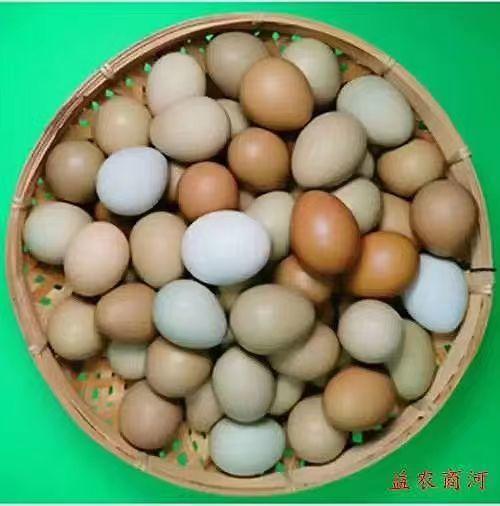生态七彩山鸡蛋60个一箱装 商品图2