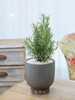 迷迭香盆栽 商品缩略图0