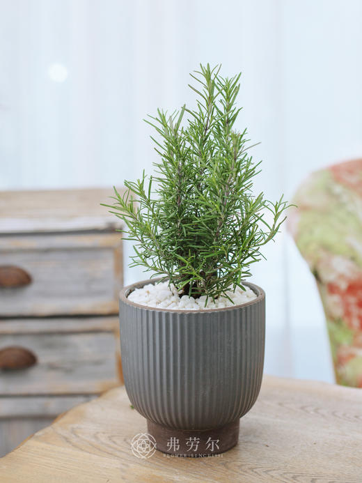 迷迭香盆栽 商品图0