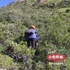 高原野生当归 普通/大条 | 合作农友生产，产自四川甘孜雪山高原，生产者：李建程 &【公平贸易农人定价】 商品缩略图6