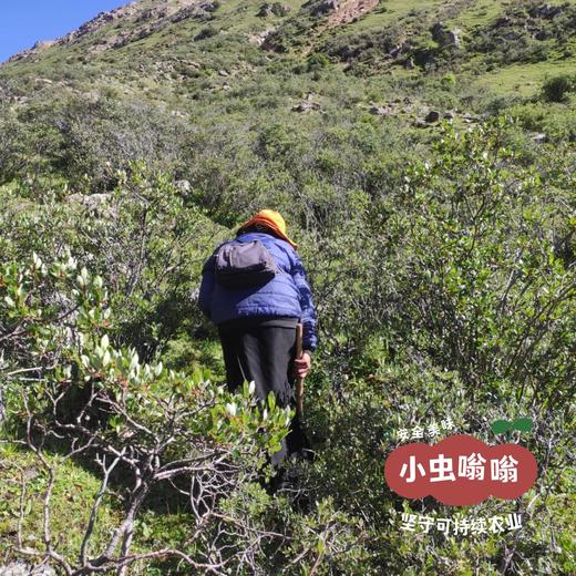 高原野生当归 普通/大条 | 合作农友生产，产自四川甘孜雪山高原，生产者：李建程 &【公平贸易农人定价】 商品图6