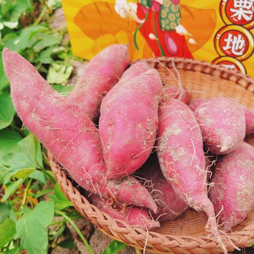 挑时|沙地板栗红薯 粉而不噎 糯而不稀 |纯沙地种植 海南原产地直采直发 商品图1