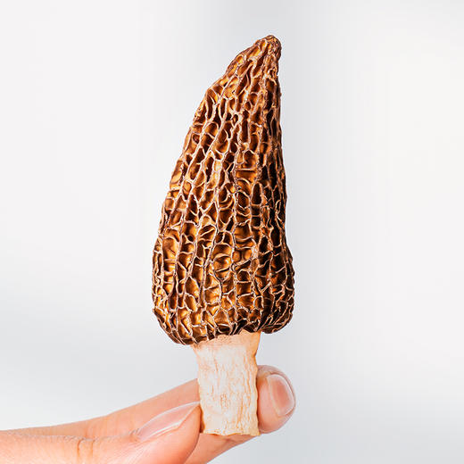 井之绿羊肚菌80g礼盒 商品图4