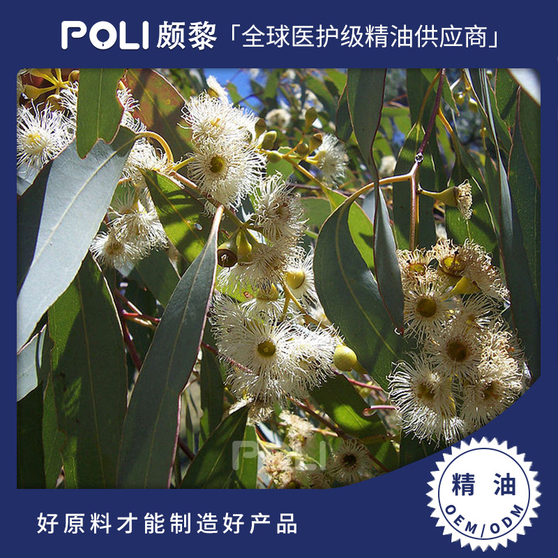 澳大利亚进口尤加利精油单方精油原料批发 颇黎进口精油原料厂家