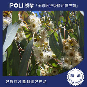 澳大利亚进口尤加利精油单方精油原料批发 颇黎进口精油原料厂家
