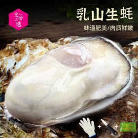 【好吃的】北海湾 乳山生蚝 鲜活海蛎子 牡蛎 现捞现发 个大肉鲜 味道鲜美