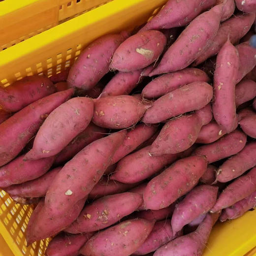 挑时|沙地板栗红薯 粉而不噎 糯而不稀 |纯沙地种植 海南原产地直采直发 商品图2