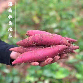 挑时|沙地板栗红薯 粉而不噎 糯而不稀 |纯沙地种植 海南原产地直采直发