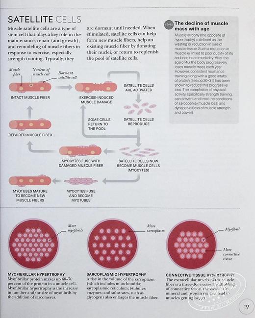 【中商原版】DK科学百科系列之力量锻炼科学 Science of Strength Training Anatomy and Physiology 英文原版 Austin Current 商品图5