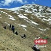 高原野生当归 普通/大条 | 合作农友生产，产自四川甘孜雪山高原，生产者：李建程 &【公平贸易农人定价】 商品缩略图5