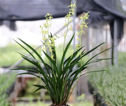 「春节期间开花」寓意招财纳福！龙年必入盆栽兰花｜“兰花之乡”翁源出品 精品国兰年宵花（带盆发货） 新年好兆头 兰花墨兰国兰寒兰 商品图8