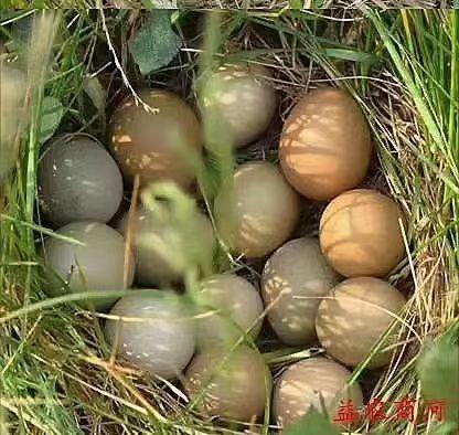 生态七彩山鸡蛋60个一箱装 商品图1