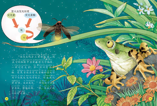 《给孩子的法布尔昆虫记》（彩绘注音版）全10册 商品图6