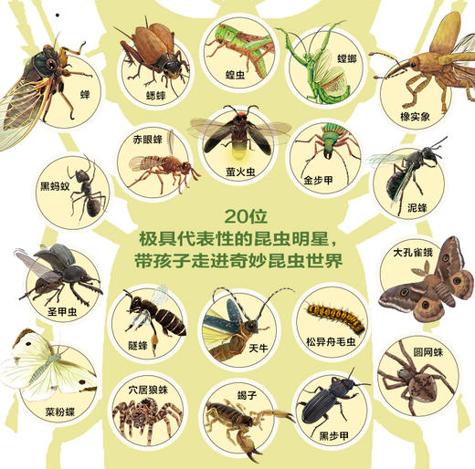 《给孩子的法布尔昆虫记》（彩绘注音版）全10册 商品图3