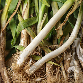 生态河南大葱 | 合作生产*Ecological Scallion | Coproduction