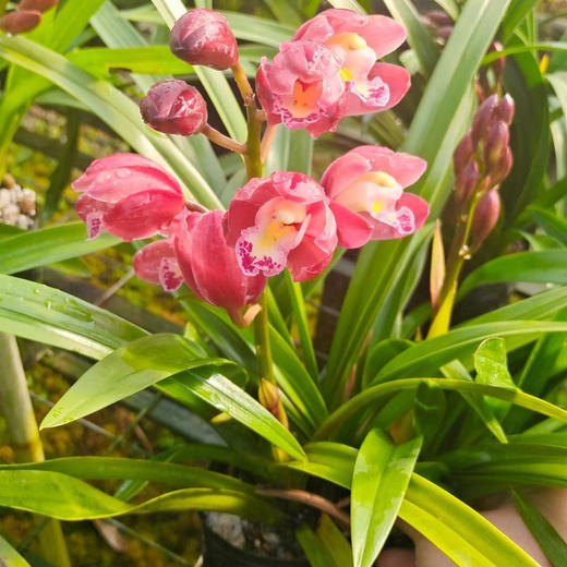 「春节期间开花」寓意招财纳福！龙年必入盆栽兰花｜“兰花之乡”翁源出品 精品国兰年宵花（带盆发货） 新年好兆头 兰花墨兰国兰寒兰 商品图12