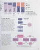 【中商原版】DK科学百科系列之力量锻炼科学 Science of Strength Training Anatomy and Physiology 英文原版 Austin Current 商品缩略图6