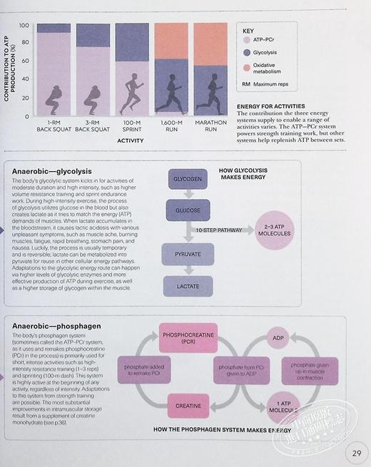 【中商原版】DK科学百科系列之力量锻炼科学 Science of Strength Training Anatomy and Physiology 英文原版 Austin Current 商品图6