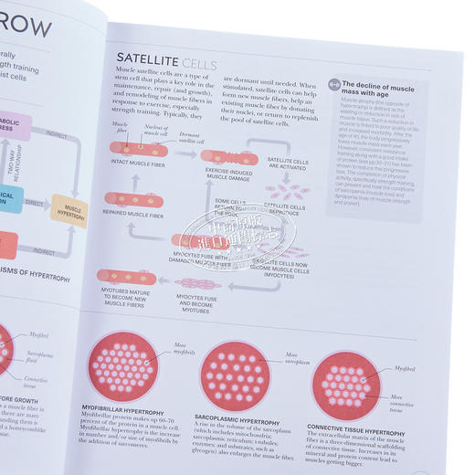 【中商原版】DK科学百科系列之力量锻炼科学 Science of Strength Training Anatomy and Physiology 英文原版 Austin Current 商品图2
