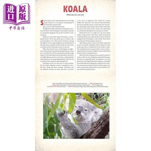 【中商原版】光与影视觉书系列 会动的3D图片书立体绘本6册 Jungle丛林Ocean海洋Dinosaur恐龙 Outback Safari Polar 英文原版 商品图1