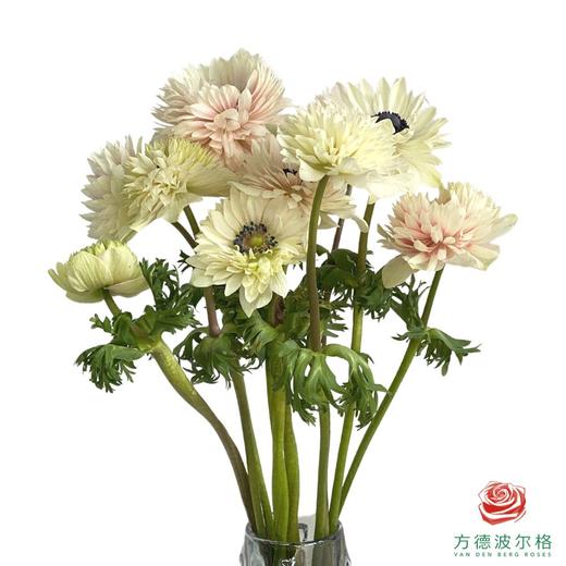 银莲花 双色（30厘米） 商品图1