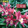 【兰花】绿植盆栽 “中国兰花之乡 ”广东翁源兰花 香兰/墨兰 均带花苞发货 商品缩略图4