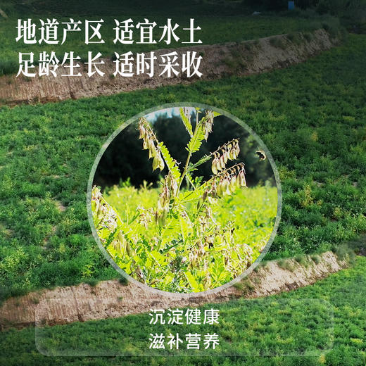 【正宗同仁堂品牌】北京同仁堂 有机黄芪100克（5g*20包）  有机蒙芪 产自甘肃 自然本味 独立小包 有机更放心 SY 商品图4