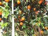 皇帝贡柑 ，当天树上现摘！纯天然，无打农药！福利！（偏远地区不发货） 商品缩略图1