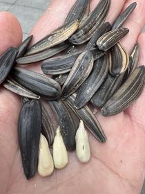 【25年上新】盼八月原味牙签黑瓜子 月亮弯，超级好吃！门店爆品王！细长 、肉质饱满酥香~ 坚果系列