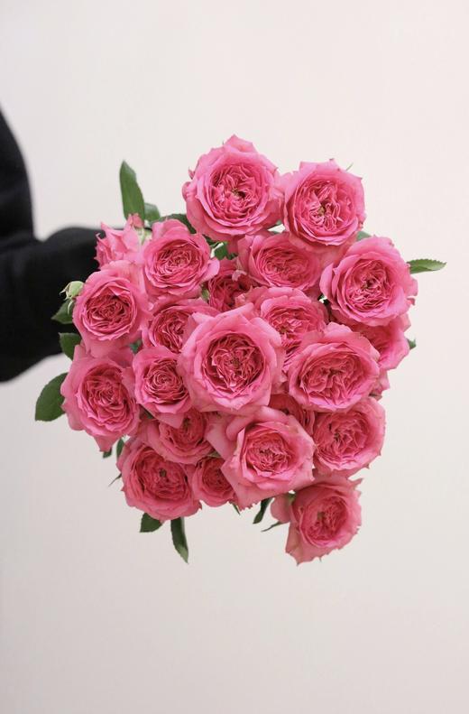 苏菲宝贝【zui好的人到我身边了】简小姐精选新品多头 稀有桃红色 苏菲宝贝10枝 2件包邮 顺丰空运直发 商品图0