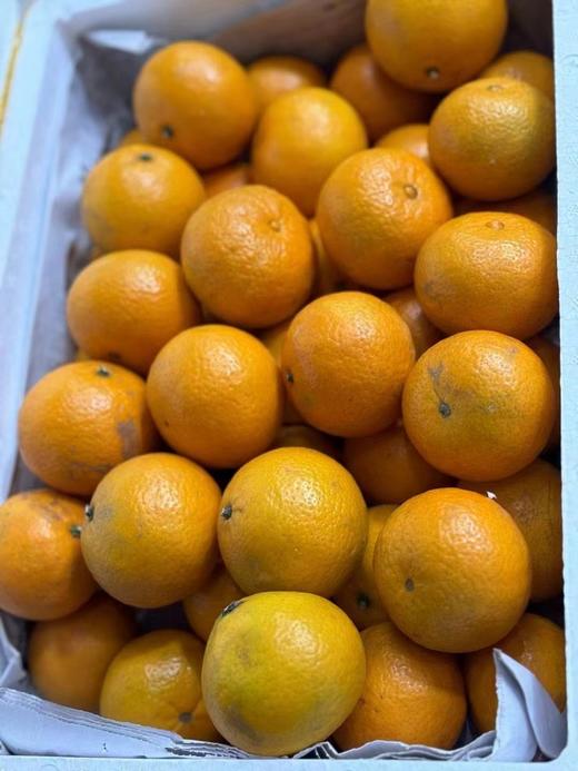 皇帝贡柑 ，当天树上现摘！纯天然，无打农药！福利！（偏远地区不发货） 商品图9