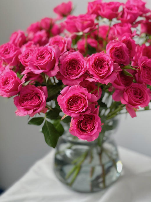 苏菲宝贝【zui好的人到我身边了】简小姐精选新品多头 稀有桃红色 苏菲宝贝10枝 2件包邮 顺丰空运直发 商品图5