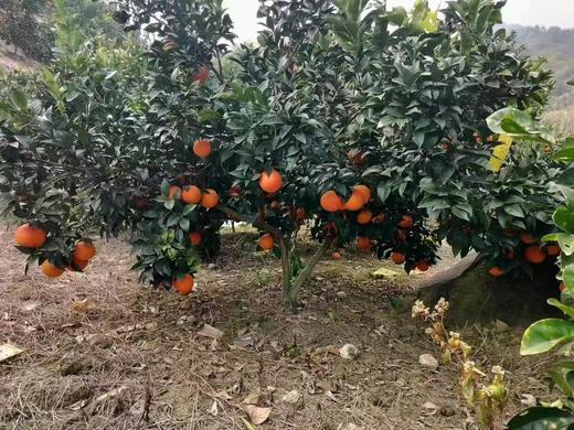 皇帝贡柑 ，当天树上现摘！纯天然，无打农药！福利！（偏远地区不发货） 商品图2