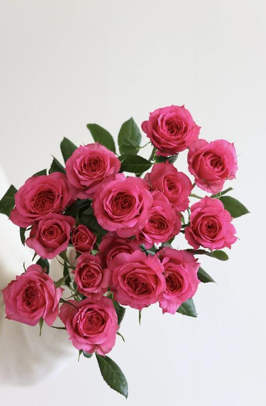 苏菲宝贝【zui好的人到我身边了】简小姐精选新品多头 稀有桃红色 苏菲宝贝10枝 2件包邮 顺丰空运直发 商品图7