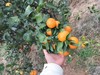 皇帝贡柑 ，当天树上现摘！纯天然，无打农药！福利！（偏远地区不发货） 商品缩略图4