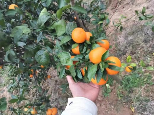 皇帝贡柑 ，当天树上现摘！纯天然，无打农药！福利！（偏远地区不发货） 商品图4
