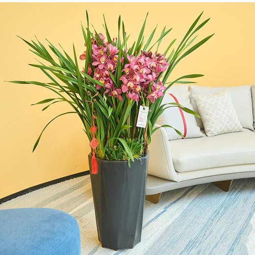 传化大花蕙兰盆栽，直兰拱兰，（红色和黄色默认随机发货，有喜欢色可备注或联系客服） 商品图4