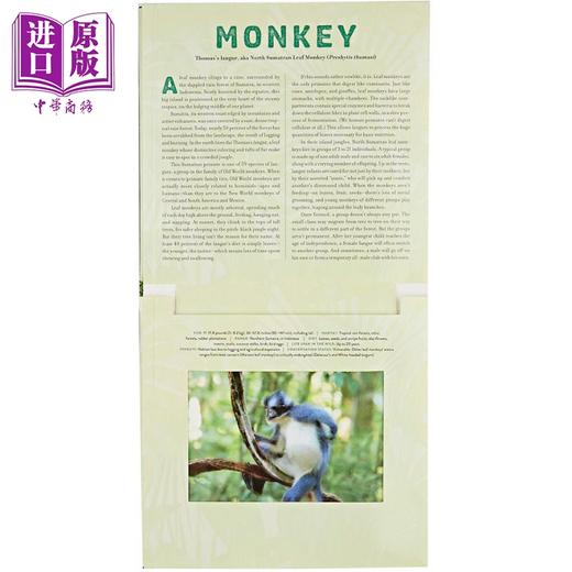 【中商原版】光与影视觉书系列 会动的3D图片书立体绘本6册 Jungle丛林Ocean海洋Dinosaur恐龙 Outback Safari Polar 英文原版 商品图2