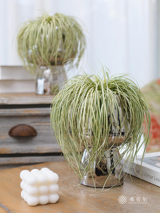 JT金心苔草 商品图0