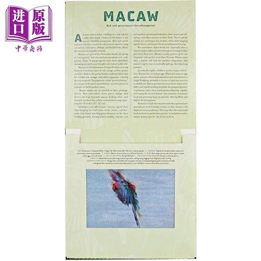 【中商原版】光与影视觉书系列 会动的3D图片书立体绘本6册 Jungle丛林Ocean海洋Dinosaur恐龙 Outback Safari Polar 英文原版 商品图4