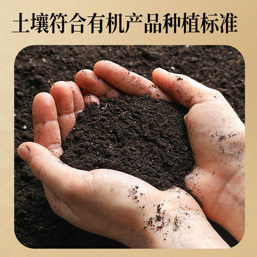 【正宗同仁堂品牌】北京同仁堂 有机桑椹150克（10g*15包） 严选有机 头部大果 洁净桑椹 酸甜美味 独立小包 甜度适中 高洁净度  SY 商品图5